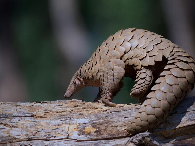 Pangolins