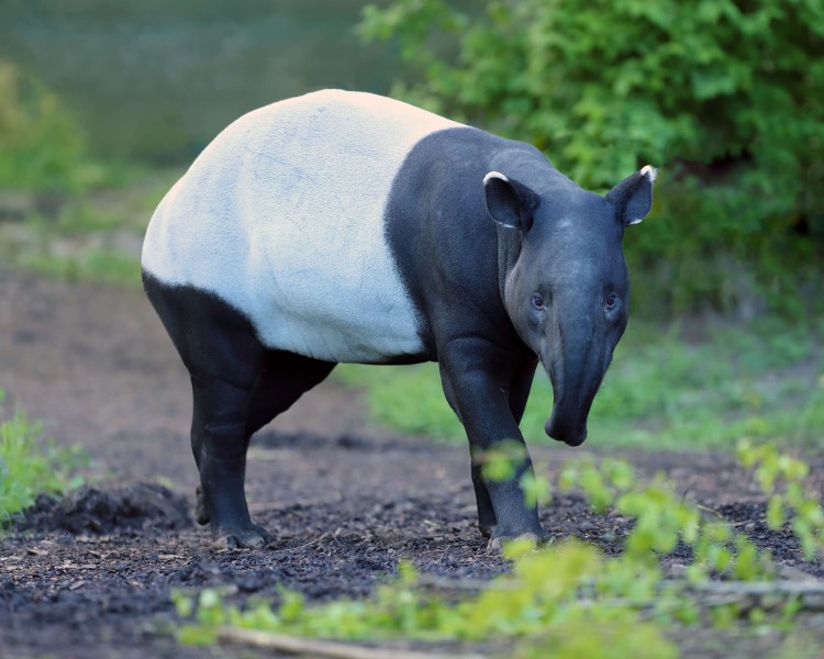 tapir